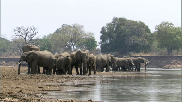 赞比亚卢安瓜河岸上的非洲象(Loxodonta africana)视频素材