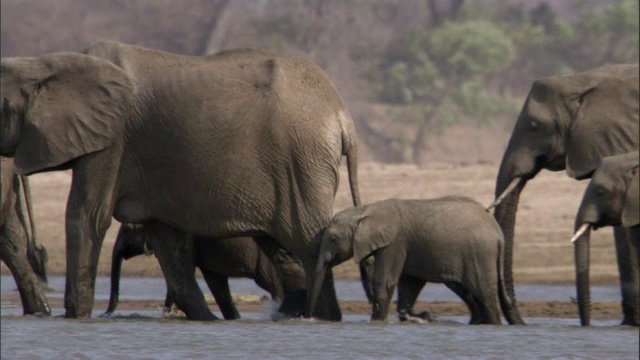 非洲象(Loxodonta africana)在赞比亚卢安瓜河中涉水视频素材