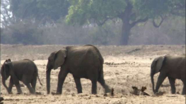 赞比亚卢安瓜，非洲象(Loxodonta africana)在炎热的雾霾中行走视频素材