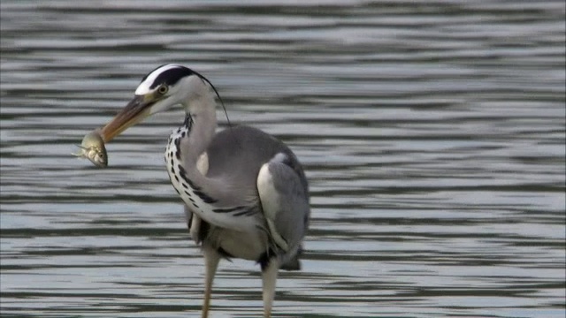 乌干达爱德华湖，一只苍鹭(Ardea cinerea)捕鱼视频素材