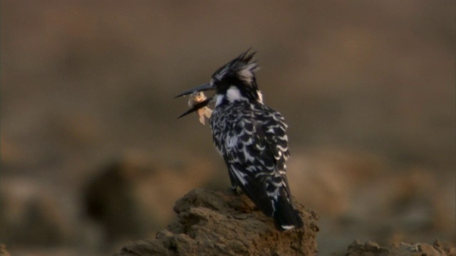 赞比亚卢安瓜，彩衣翠鸟(Ceryle rudis)将鱼击到岩石上视频素材