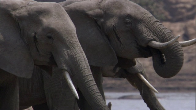 非洲象(Loxodonta africana)从赞比亚卢安瓜的河里喝水视频素材