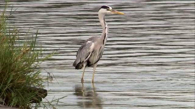 灰鹭(Ardea cinerea)在湖边狩猎，爱德华湖，乌干达视频素材