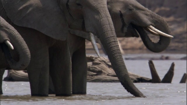 非洲象(Loxodonta africana)从赞比亚卢安瓜的河里喝水视频素材