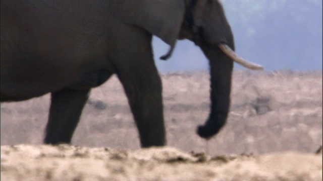 赞比亚卢安瓜，非洲象(Loxodonta africana)在炎热的雾霾中行走视频素材