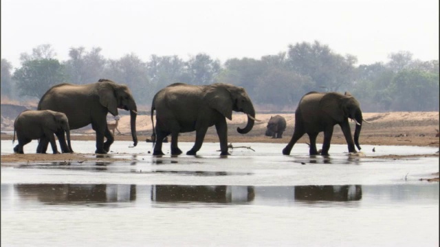 赞比亚，卢安瓜，非洲象(Loxodonta africana)涉水而过视频素材