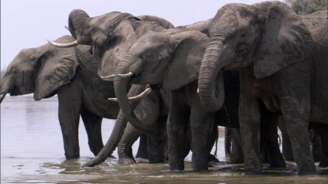 非洲象(Loxodonta africana)从赞比亚卢安瓜的河里喝水视频素材