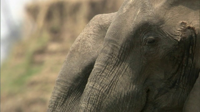 非洲象(Loxodonta africana)从赞比亚卢安瓜的河里喝水视频素材