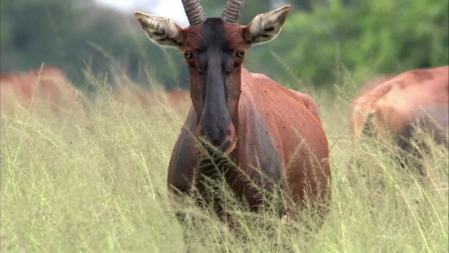 Topi antelope (Damaliscus lunatus)在乌干达大草原上仰望视频素材