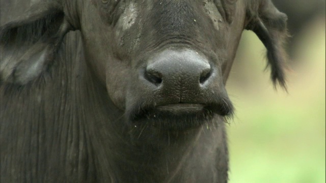 在乌干达的大草原上，Cape buffalo (Syncerus caffer)在反刍视频素材