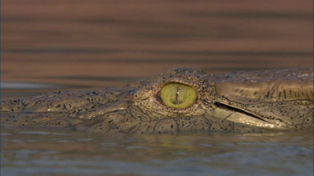 尼罗河鳄鱼(crocodile niloticus)在赞比亚卢安瓜河中游泳视频素材