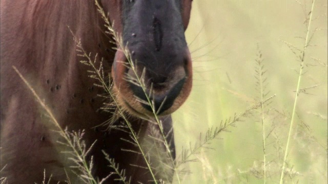 Topi antelope (Damaliscus lunatus)在乌干达大草原上反刍视频素材