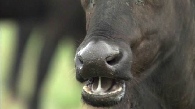 在乌干达的大草原上，Cape buffalo (Syncerus caffer)在反刍视频素材