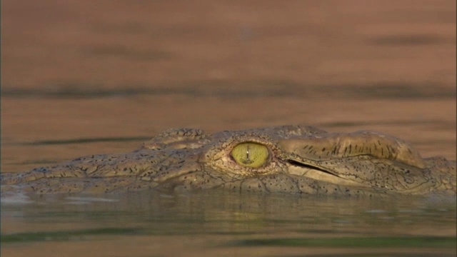 尼罗河鳄鱼(crocodile niloticus)在赞比亚卢安瓜河中游泳视频素材