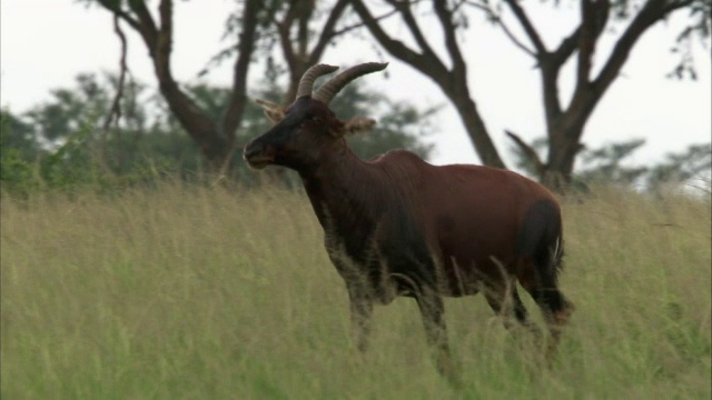 Topi antelope (Damaliscus lunatus)行走在乌干达的大草原上视频素材