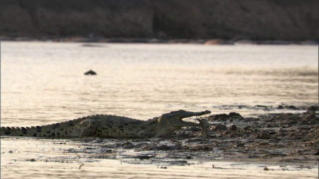 赞比亚卢安瓜，尼罗河鳄鱼(crocodile niloticus)咬住鲶鱼视频素材