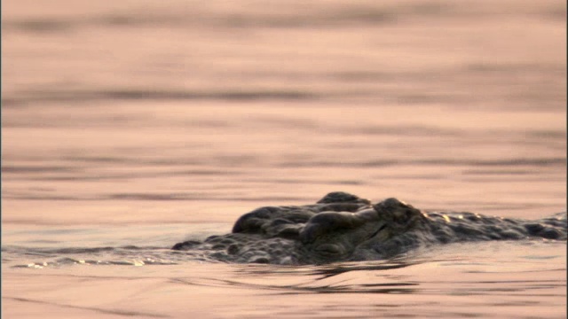 尼罗河鳄鱼(crocodile niloticus)在赞比亚卢安瓜河中游泳视频素材