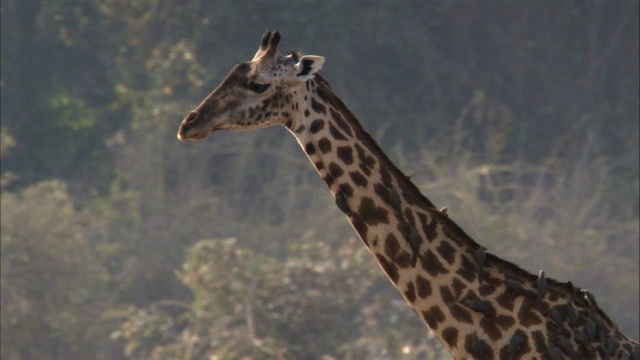 长颈鹿(长颈鹿camelopardalis)走在河边，卢安瓜，赞比亚视频素材