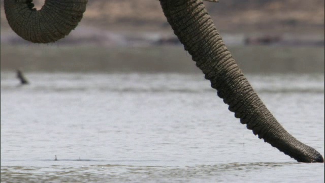 非洲象(Loxodonta africana)用鼻子从赞比亚卢安瓜的河里喝水视频素材