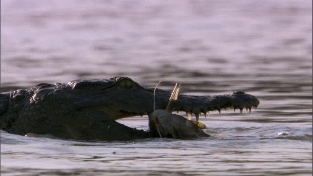 赞比亚卢安瓜，尼罗河鳄鱼(crocodile niloticus)咬住鲶鱼视频素材