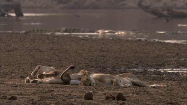 狮子(Panthera leo)在赞比亚卢安瓜河岸上休息视频素材