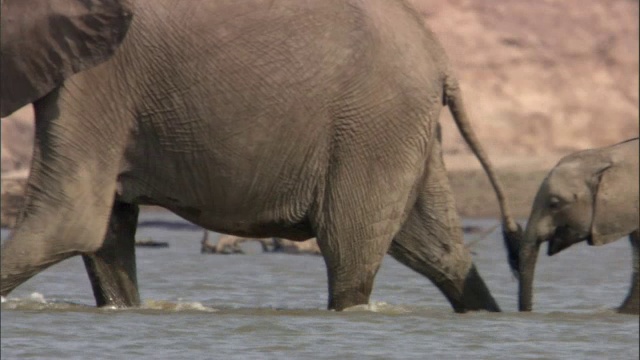 非洲象(Loxodonta africana)在赞比亚卢安瓜河中涉水视频素材