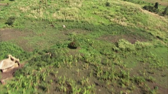 在乌干达的房屋和田野上空的空中视频素材