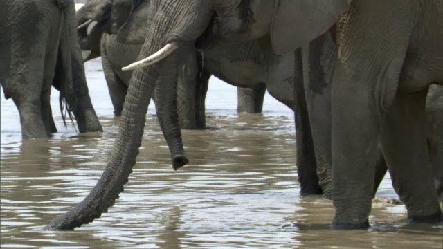 非洲象(Loxodonta africana)从赞比亚卢安瓜的河里喝水视频素材