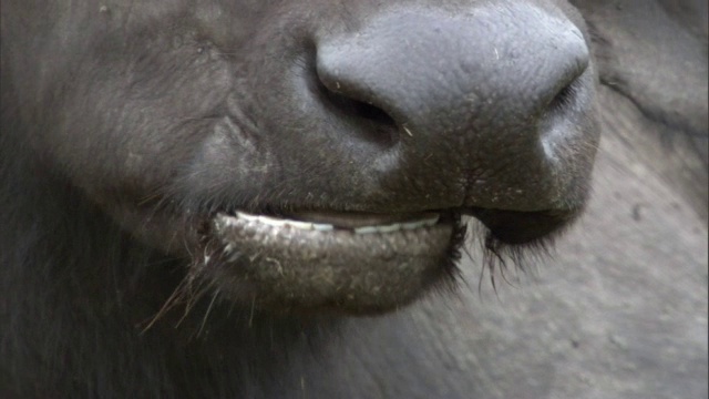 在乌干达的大草原上，Cape buffalo (Syncerus caffer)在反刍视频素材