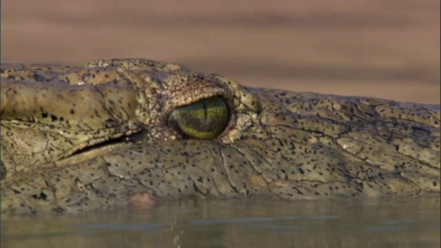 尼罗河鳄鱼(crocodile niloticus)在赞比亚卢安瓜河中游泳视频素材