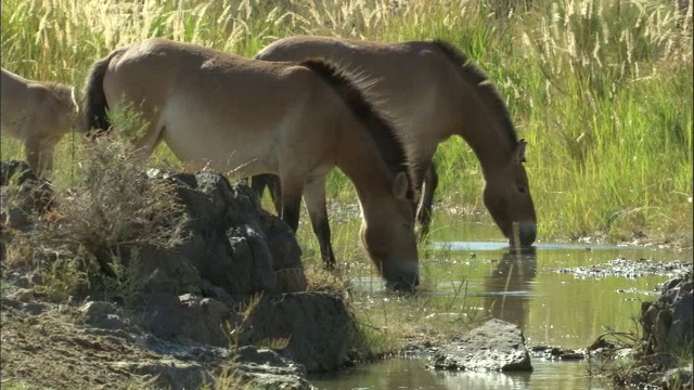 中国新疆卡拉麦里自然保护区，普氏野马在河边饮水视频素材