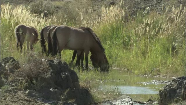 中国新疆卡拉麦里自然保护区，普氏野马喝完水就走了视频素材