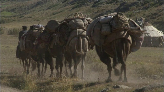 中国新疆卡拉麦里自然保护区，哈萨克人牵着骆驼离开定居点视频素材