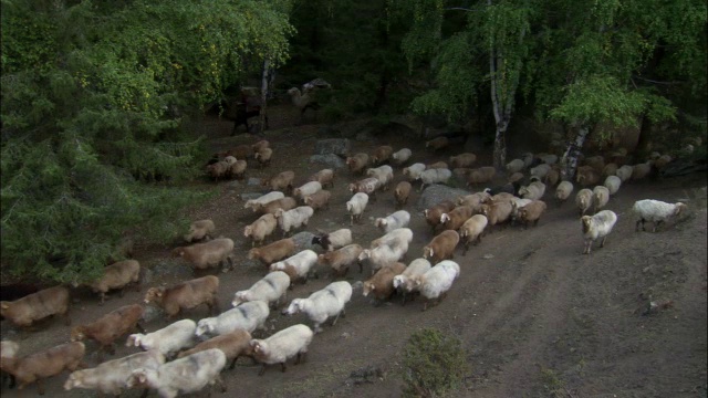 中国新疆卡拉麦里自然保护区，哈萨克人在森林里放羊视频素材