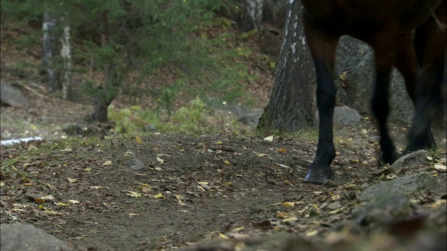 中国新疆卡拉麦里自然保护区，驼队行走在小路上视频素材