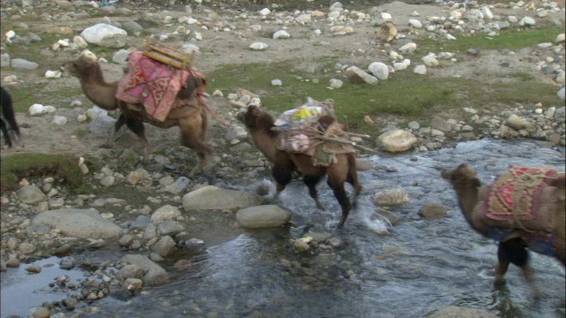 骆驼队过河，卡拉麦里自然保护区，中国新疆视频素材