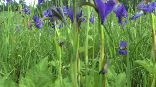 鹤从鸢尾花到草地，长白山国家级自然保护区，中国吉林省视频素材