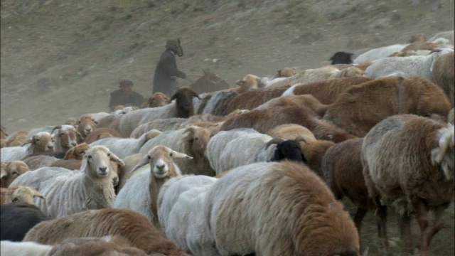 哈萨克斯坦放牧绵羊和山羊，卡拉麦里自然保护区，中国新疆视频素材