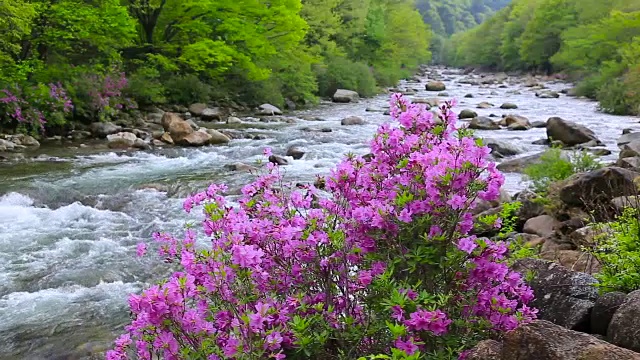 奇里山国家公园(韩国避暑胜地)的Baemsagol Valley和杜鹃花视频素材