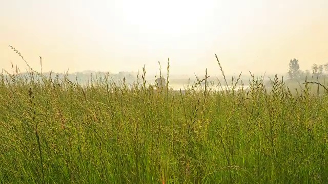 Anseong农田(韩国著名农场)草地景观视频素材