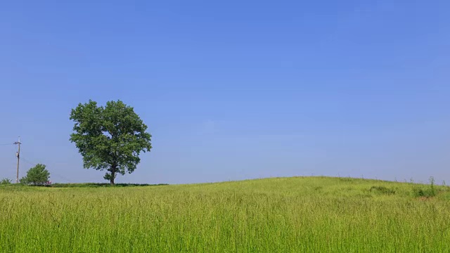 安城农场(韩国著名农场)的寂寞树视频素材