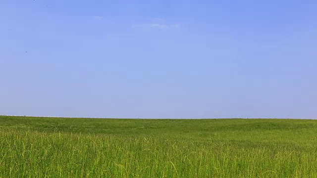 安城农场(韩国著名农场)绿地景观视频素材