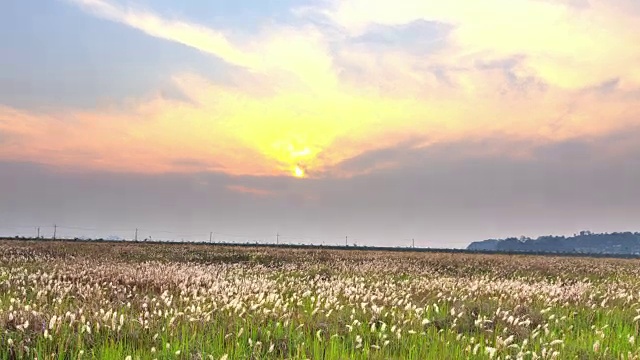 Ueumdo岛的Ppilgikkot花坛和高速公路(著名旅游景点)视频素材