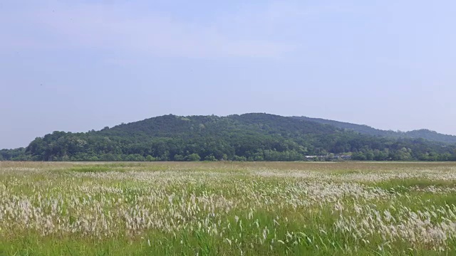 Ueumdo岛的Ppilgikkot花坛(著名旅游景点)视频素材