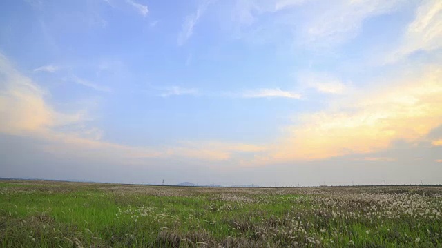 Ueumdo岛的Ppilgikkot花坛(著名旅游景点)视频素材