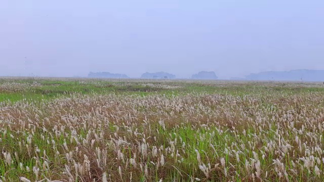 uemumdo岛的Ppilgikkot花坛日落(著名旅游景点)视频素材