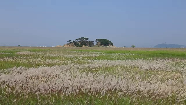 Ueumdo岛的Ppilgikkot花坛(著名旅游景点)视频素材