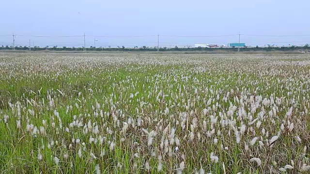 Ueumdo岛的Ppilgikkot花坛和高速公路(著名旅游景点)视频素材