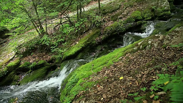 大白山(Taebaek Mountain)的木龙梭池(汉城最重要的河流汉江的源头)的苔藓谷视图视频素材