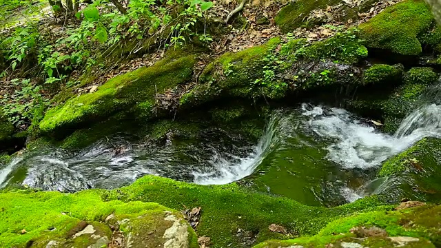 大白山(Taebaek Mountain)的木龙梭池(汉城最重要的河流汉江的源头)的苔藓谷视图视频素材